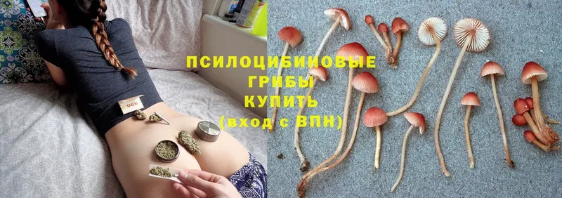 где найти наркотики  Новомичуринск  Псилоцибиновые грибы Cubensis 